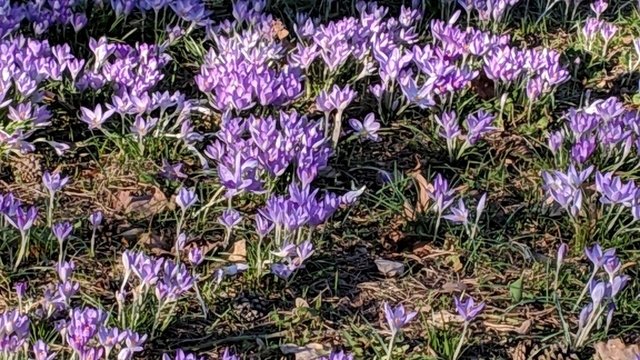 03 03 2019 30 Lauf Im Britzer Garten Lauftreff Berlin Hubis